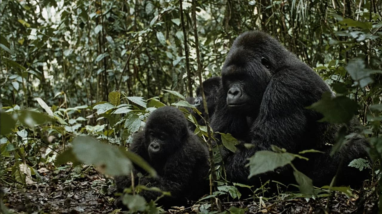 Photo d'ambiance : République du Congo